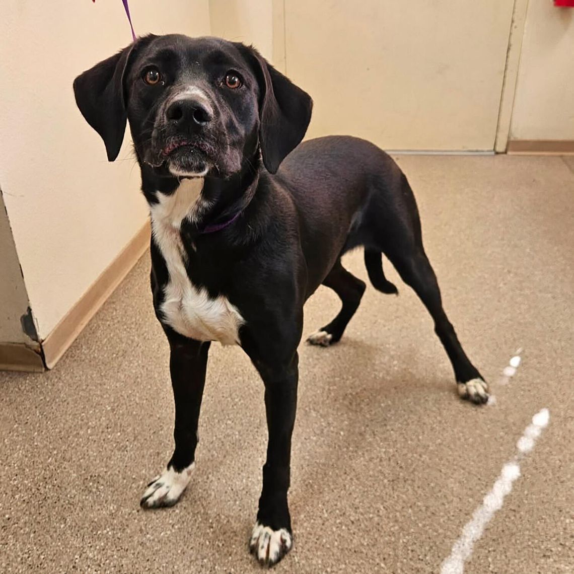 Pets of the Week