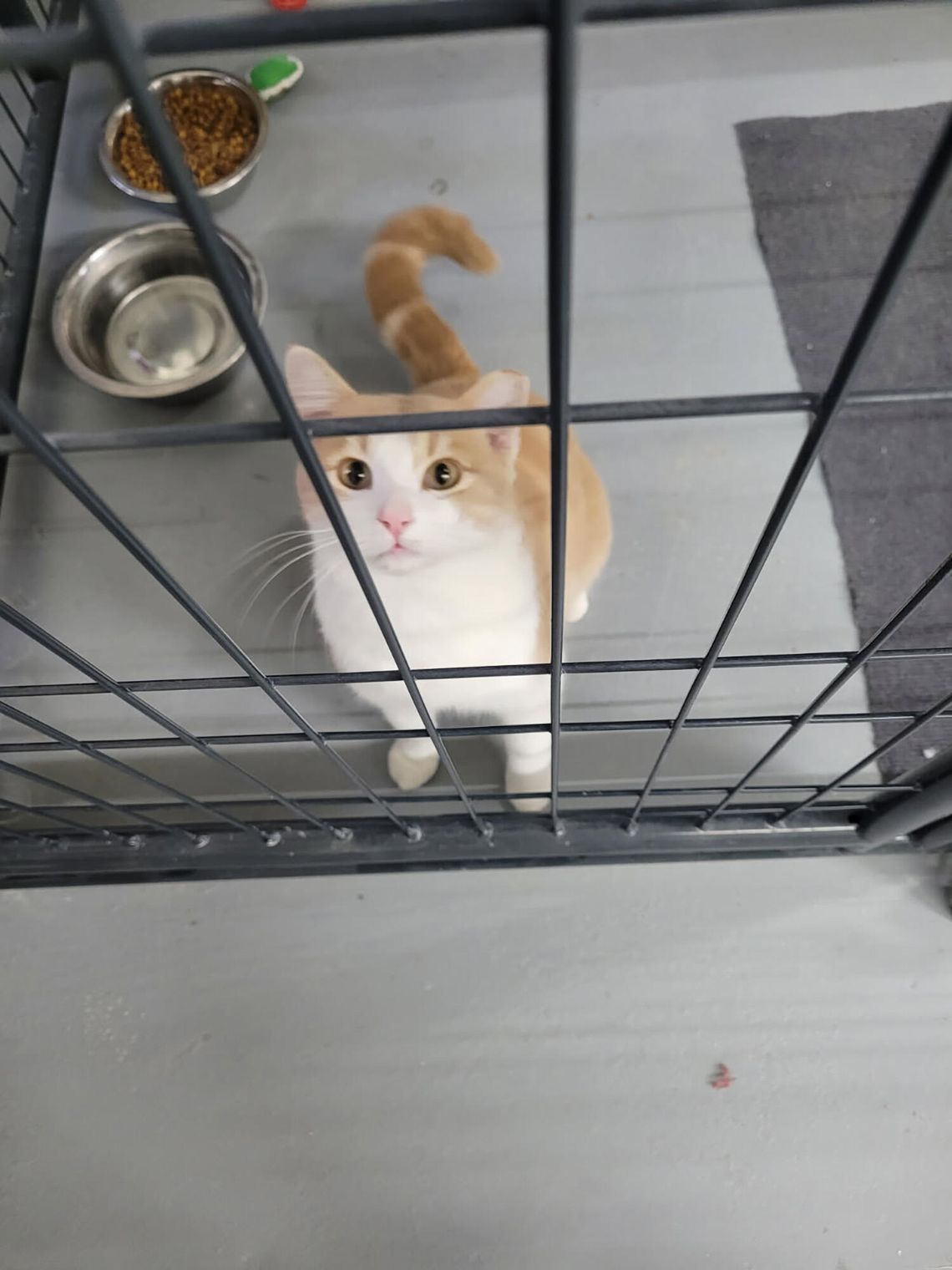 Pets of the Week Pets of the Week