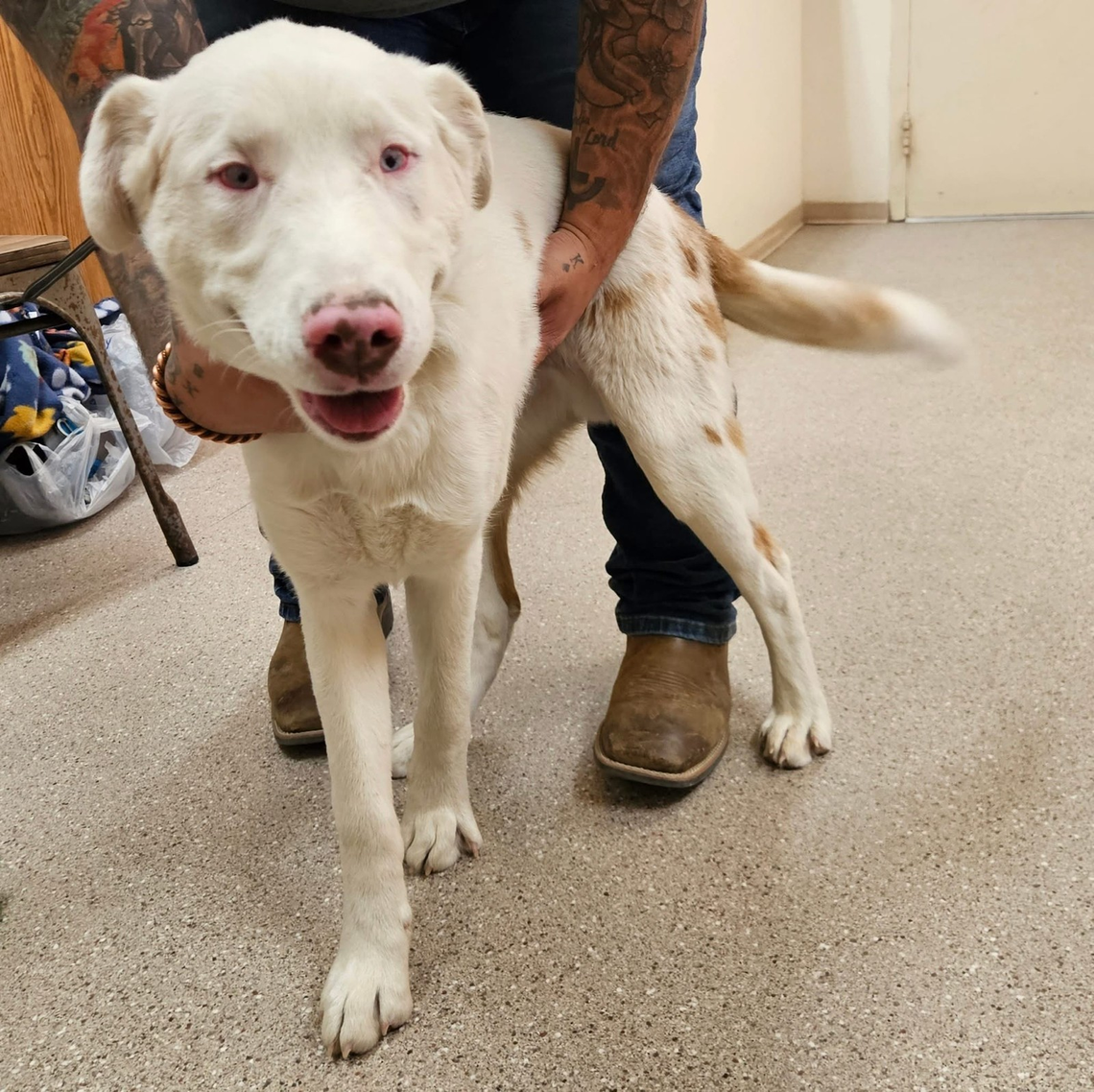 PETS OF THE WEEK PETS OF THE WEEK