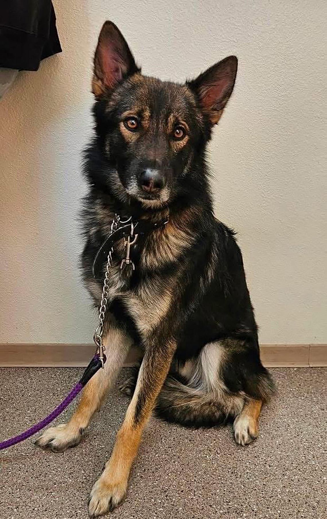 Pets of the Week Pets of the Week