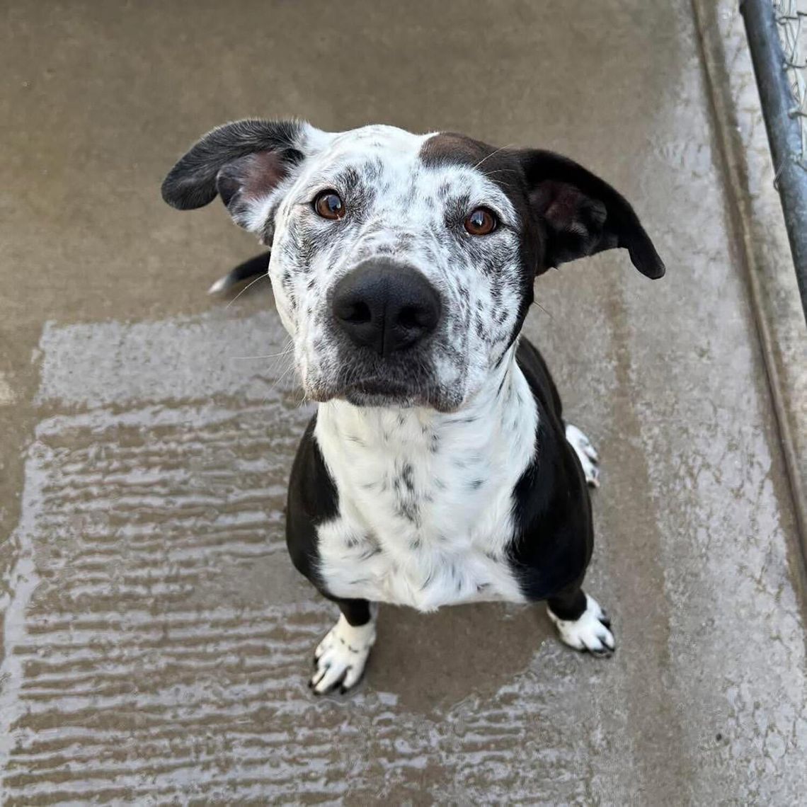 Pets of the Week Pets of the Week