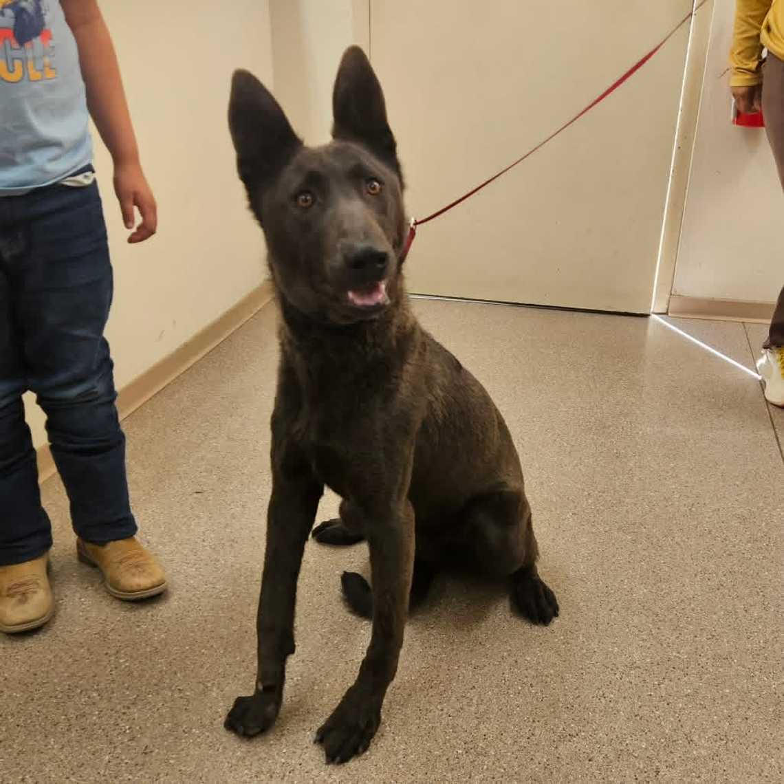 Pets of the Week Pets of the Week