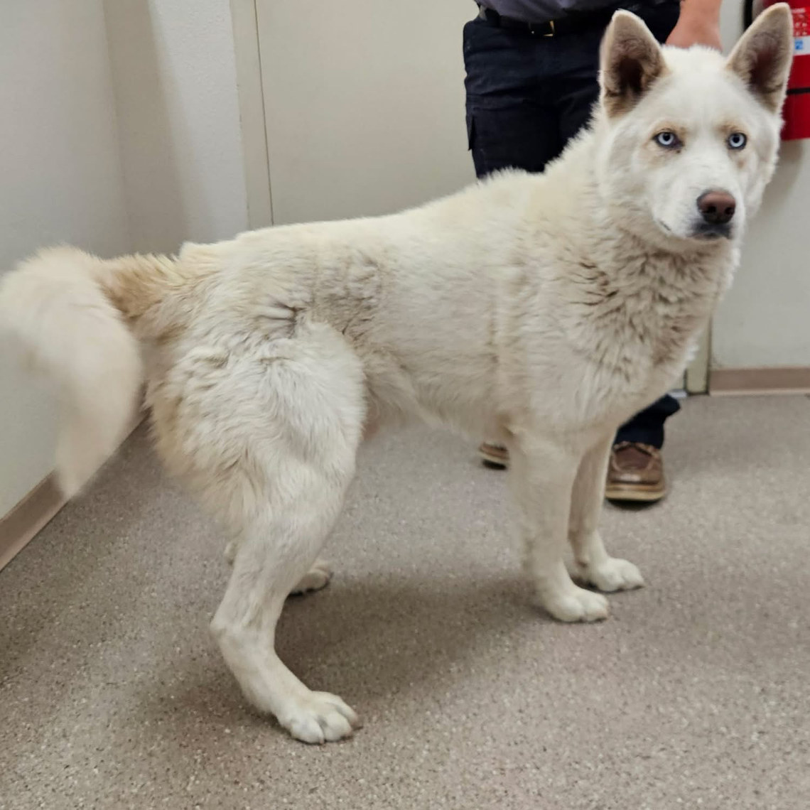 Pets of the Week