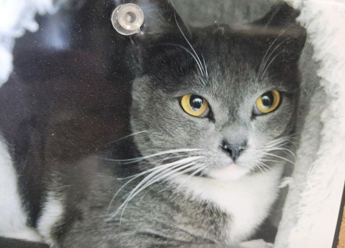 Pets of the Week
