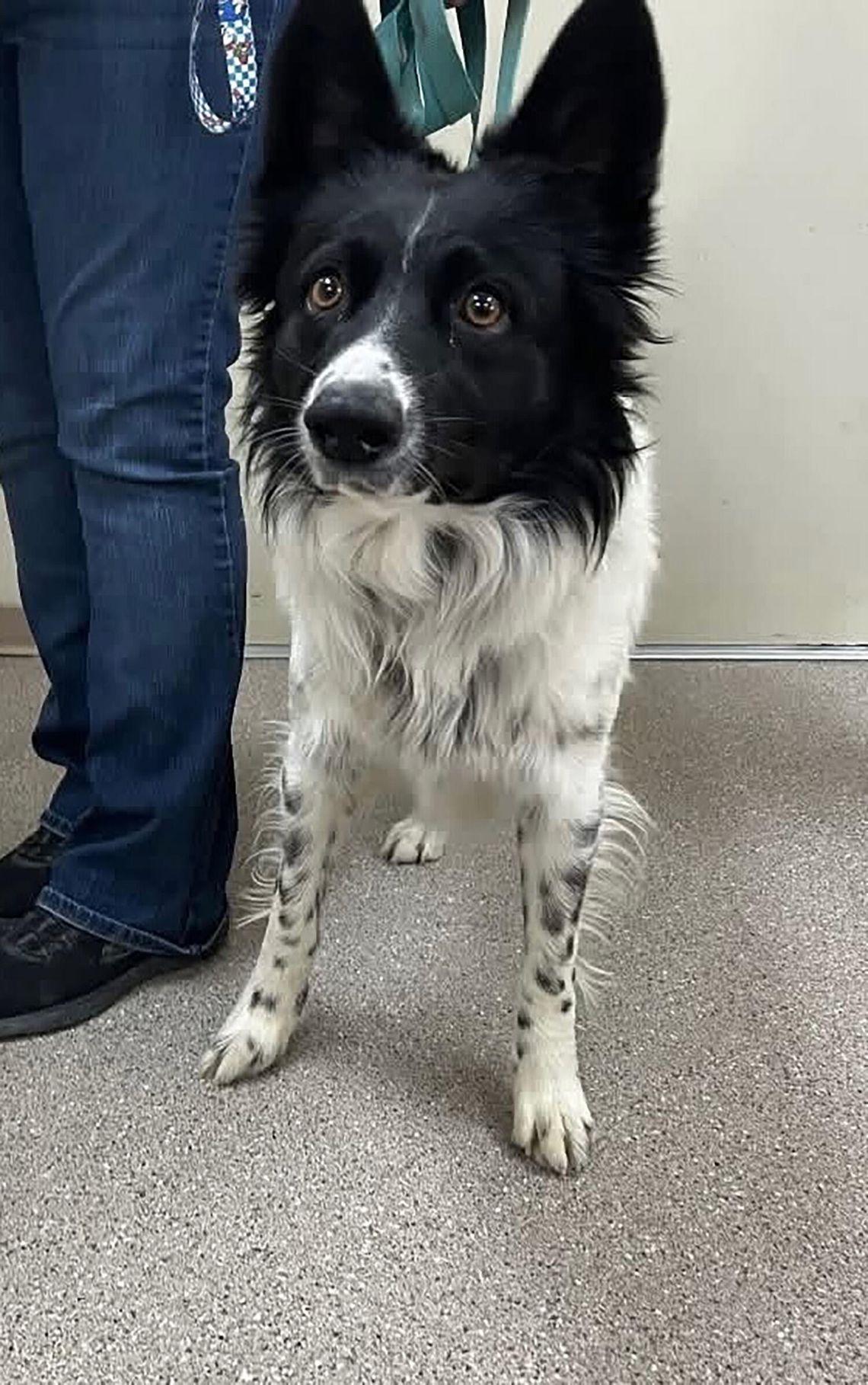 Pets of the Week