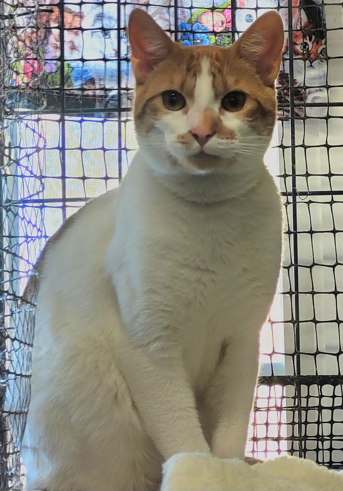 Pets of the Week Pets of the Week