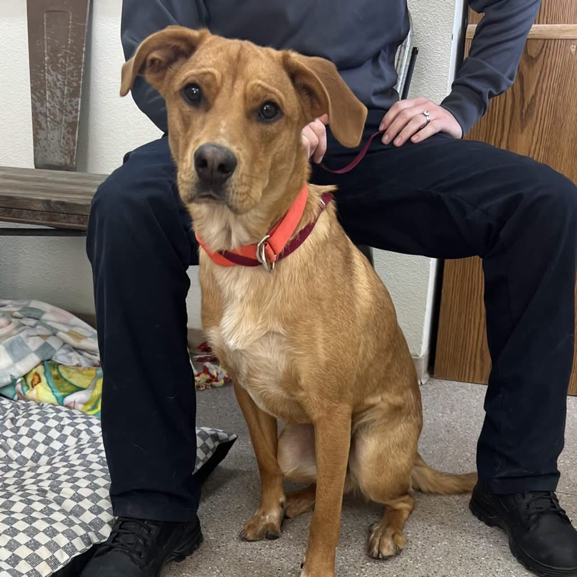 Pets of the Week