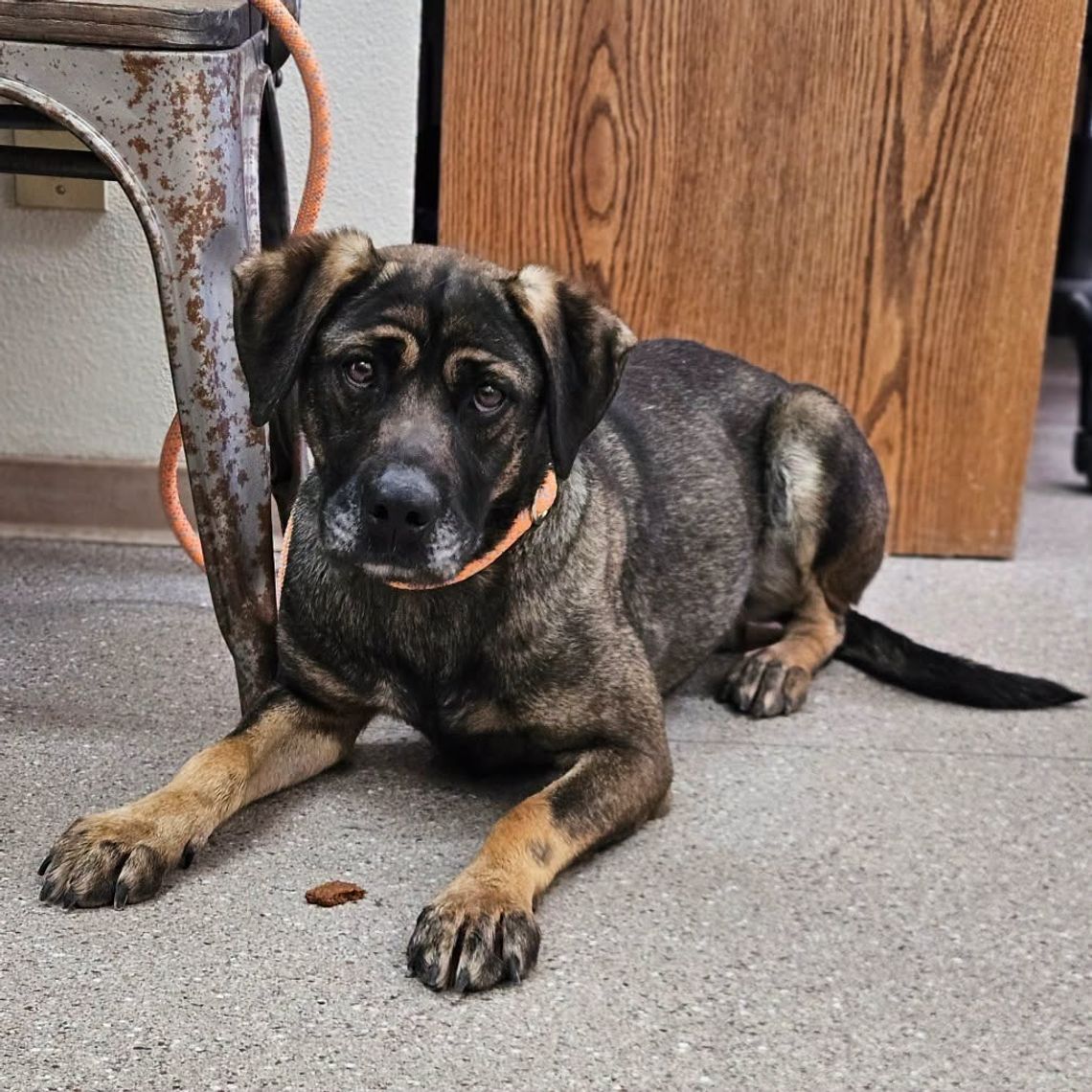 Pets of the Week Pets of the Week