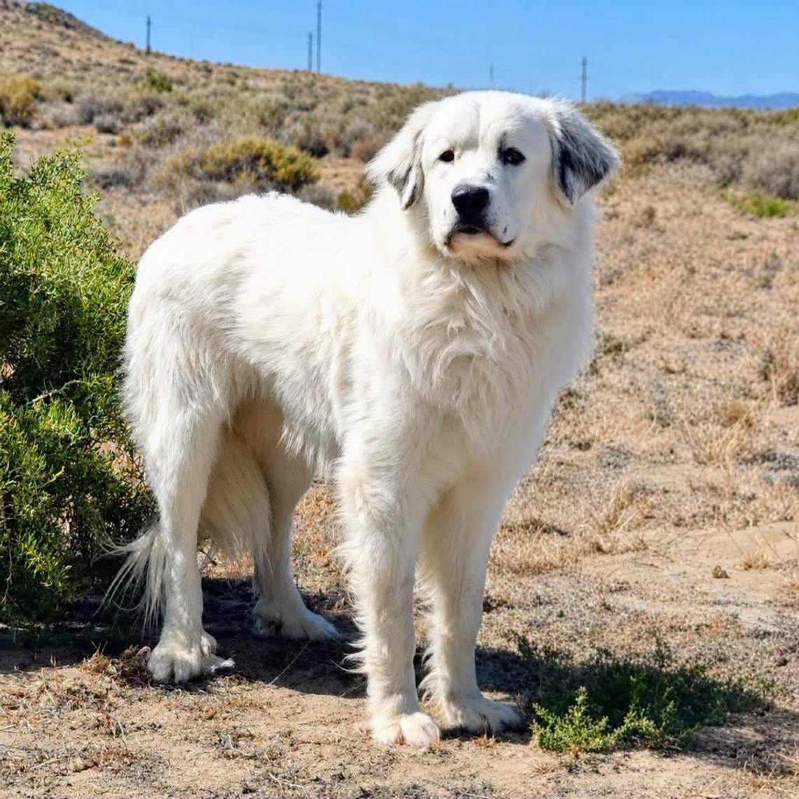 Pets of the Week