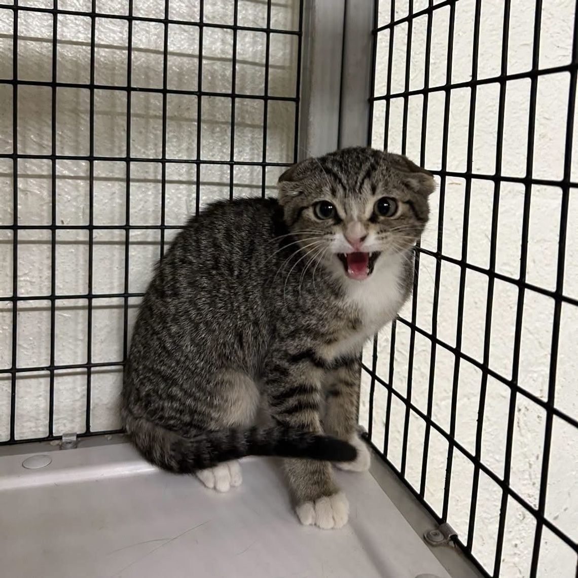 Pets of the Week Pets of the Week