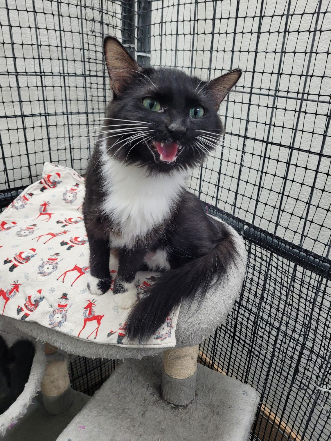 Pets of the Week Pets of the Week