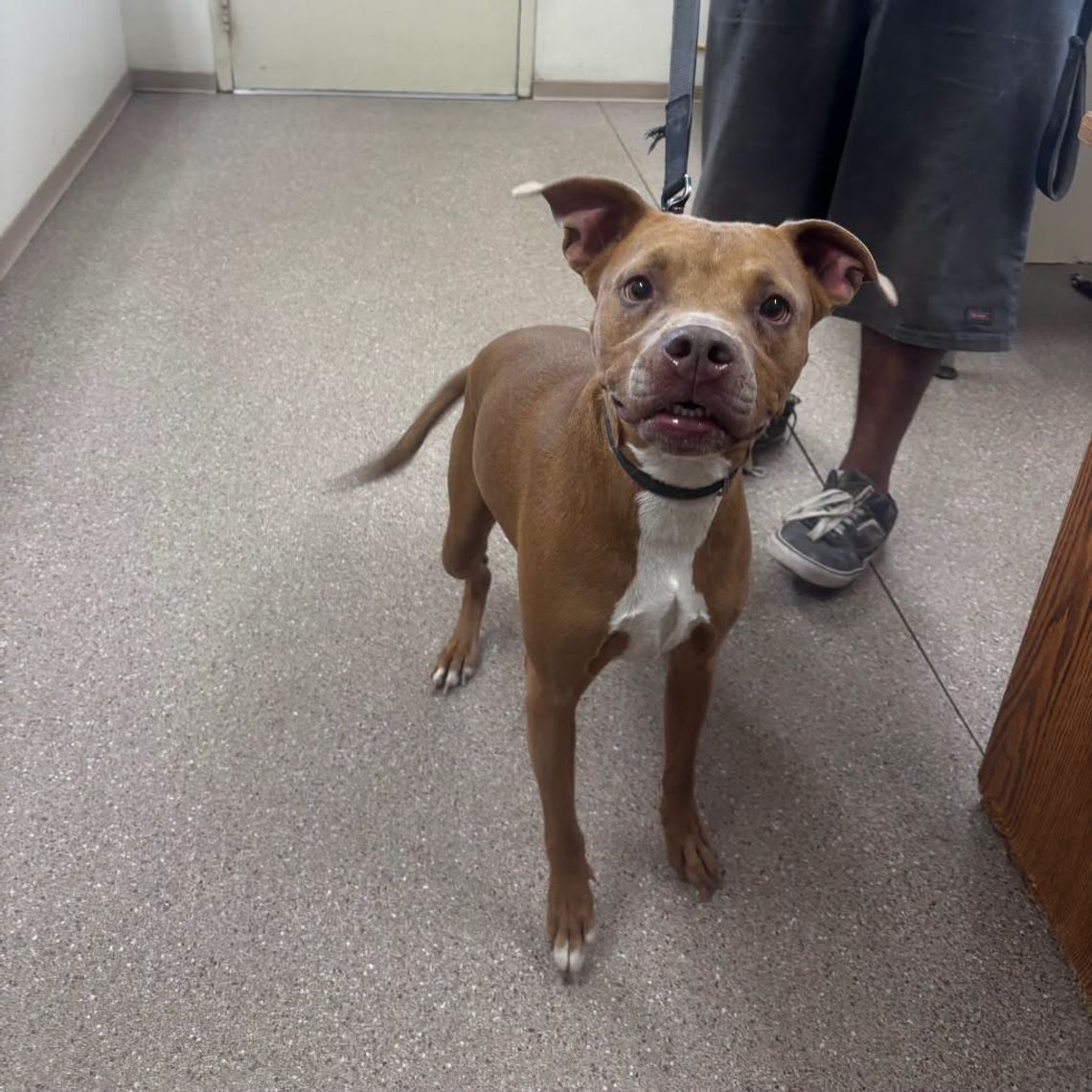 Pets of the Week