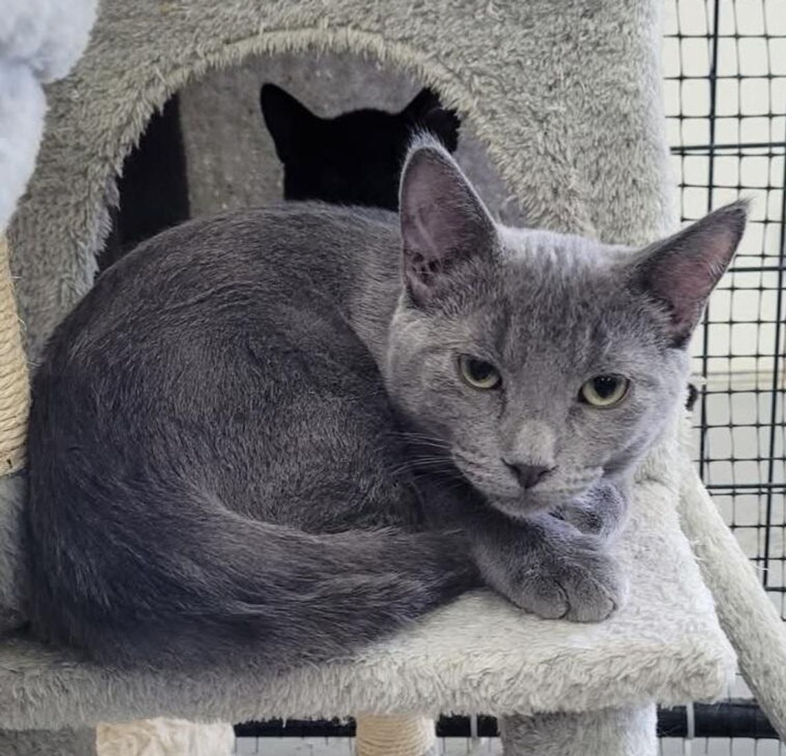 Pets of the Week