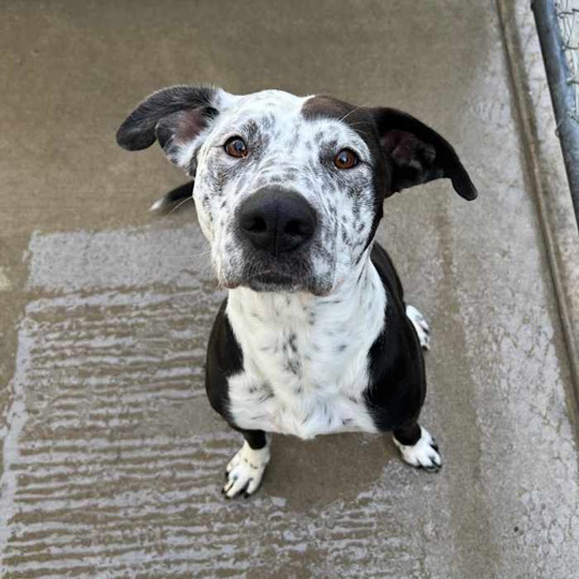 Pets of the Week Pets of the Week