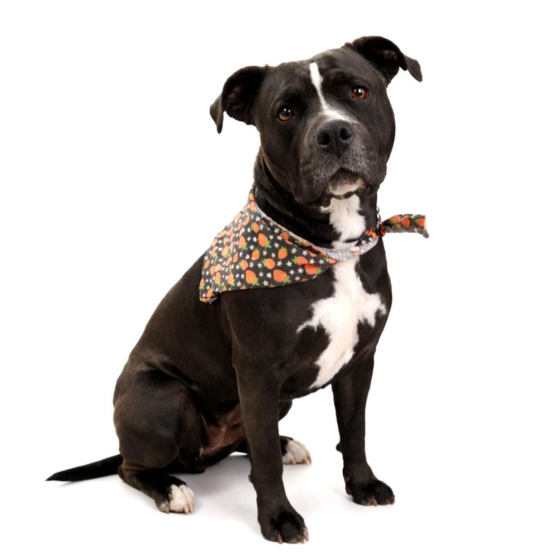 Pets of the Week: Ayla, Tahoe, and Babydoll Ayla