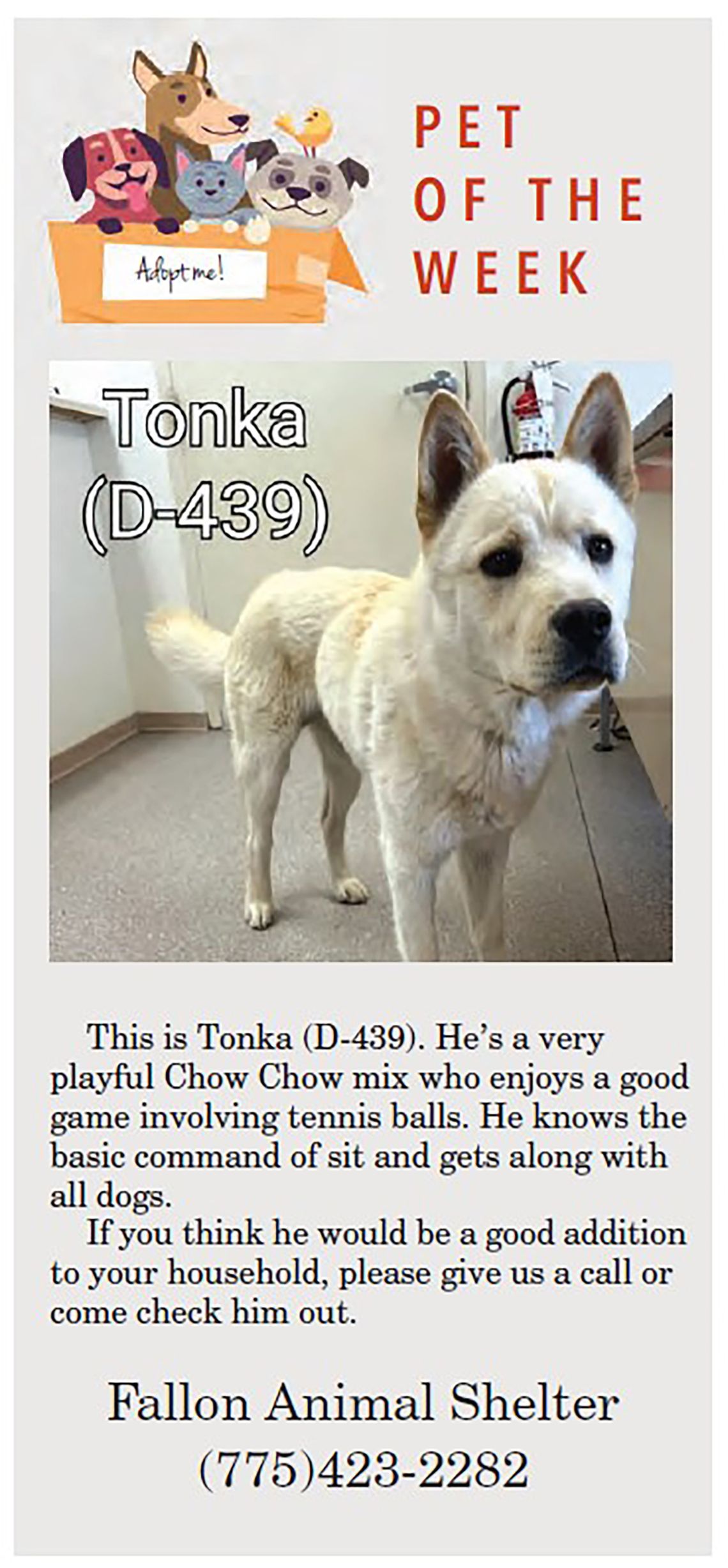 Pound Puppy - Pet of the Week, Tonka