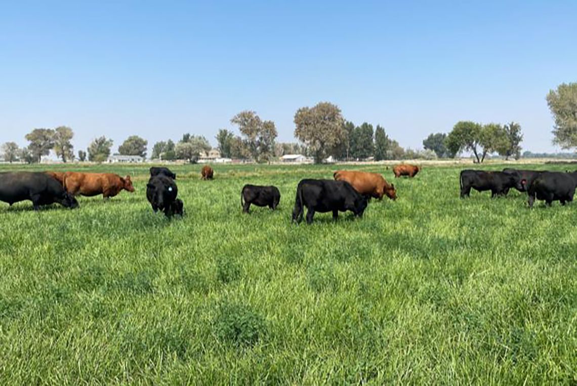 Rolling Horse Ranch - Making Hay While the Sun Shines