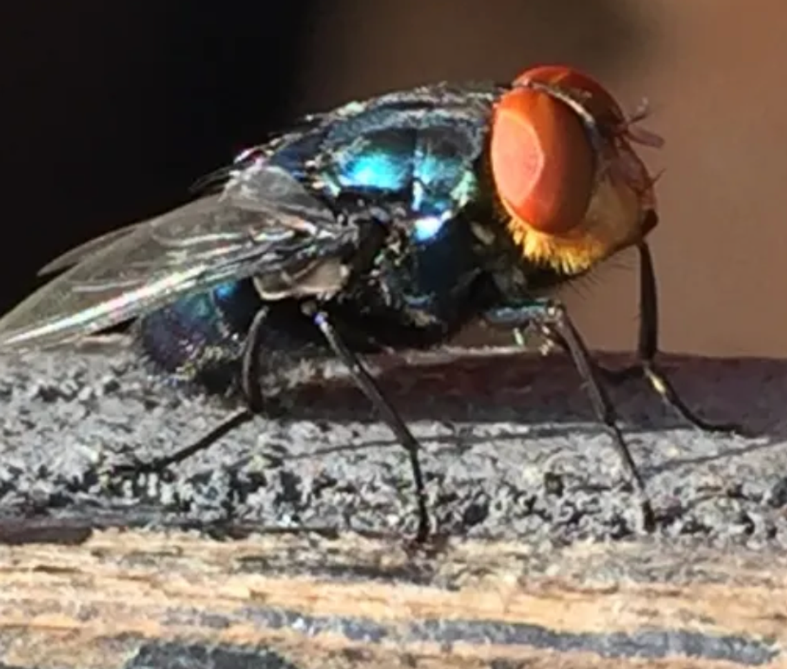 Screwworm Threat Prompts Warning for Local Animal Owners Screwworm Threat Prompts Warning for Local Animal Owners