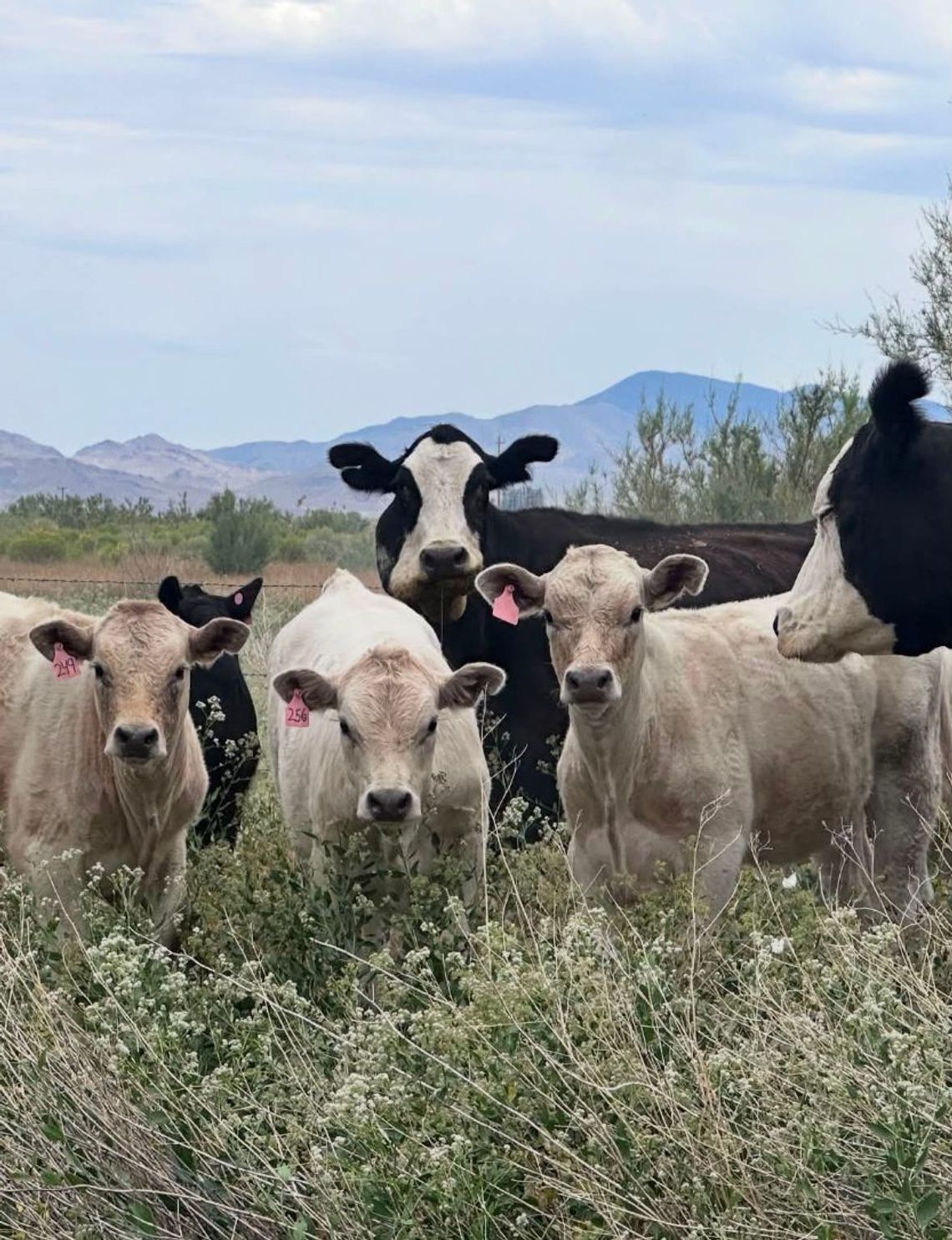 SP Broken Arrow Ranch Brings Local Beef to the Table SP Broken Arrow Ranch Brings Local Beef to the Table