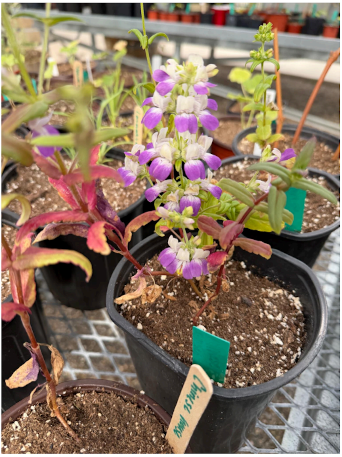 Story and photo by Isabel Linares