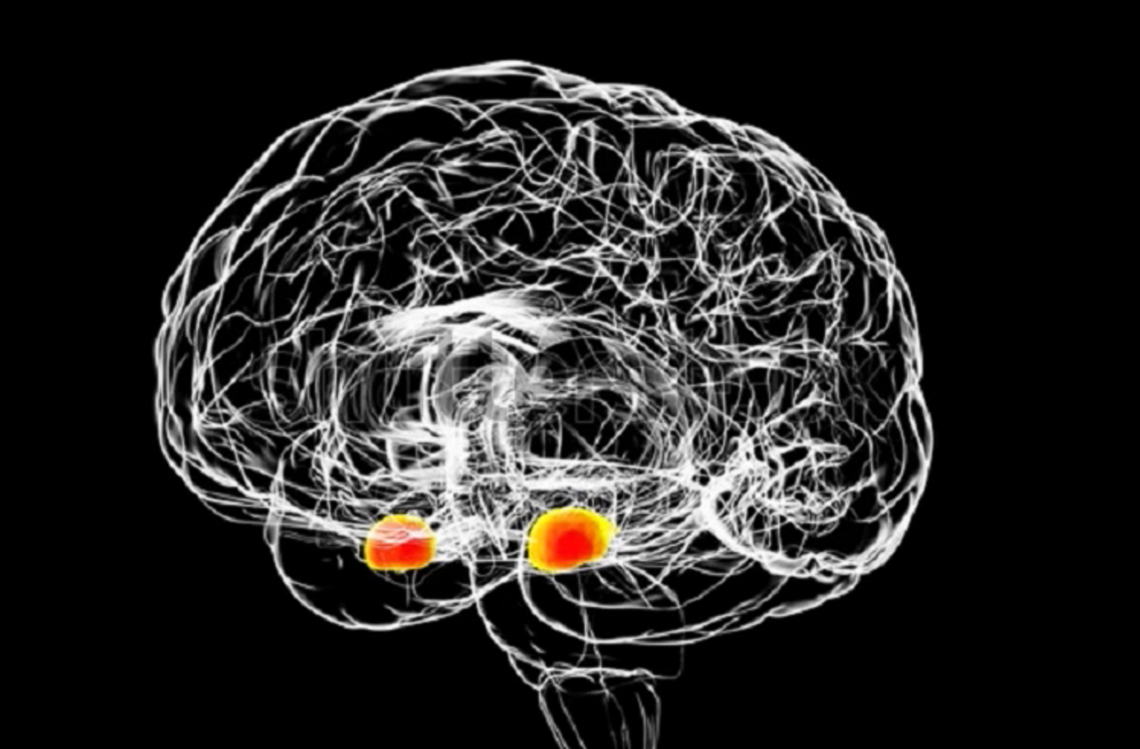 The Amygdala – My Favorite Part of the Brain