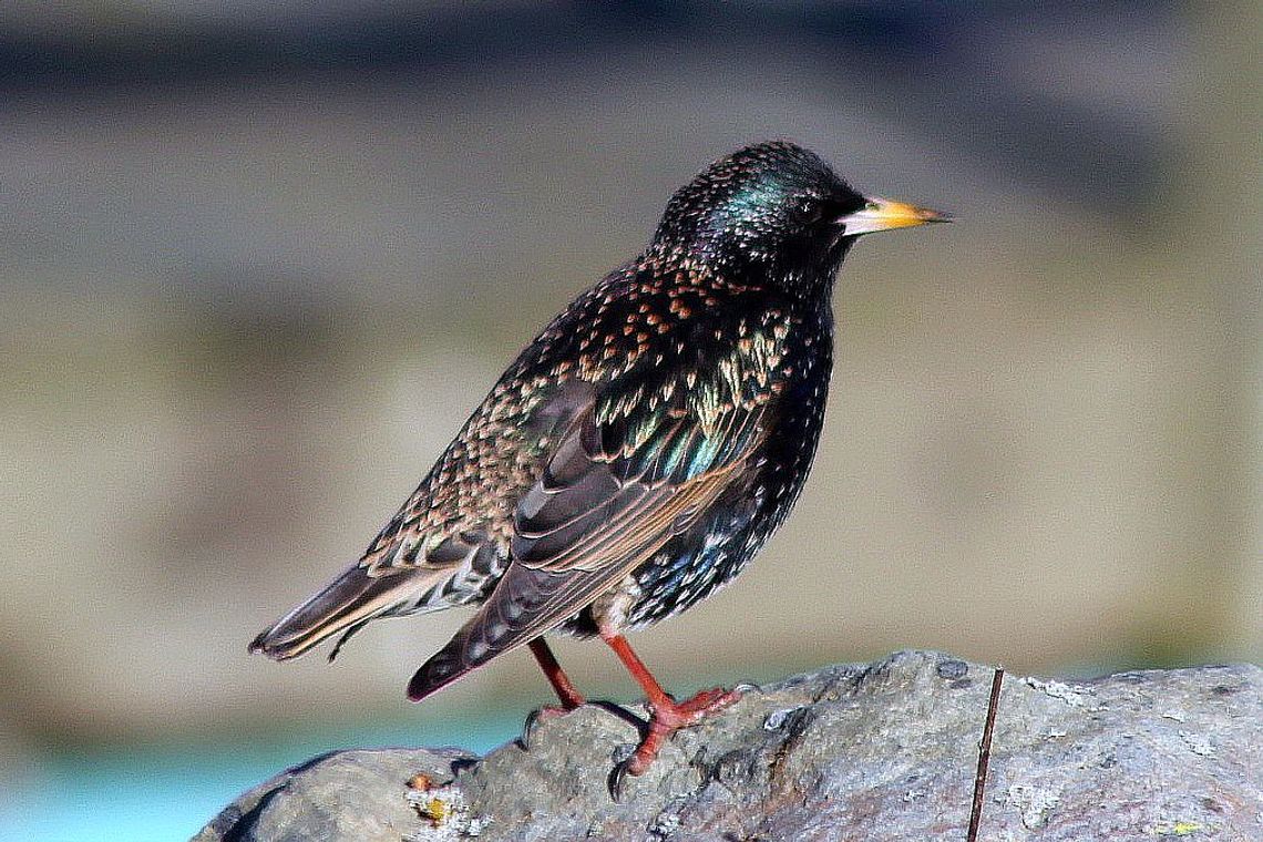 The Great Cannon Debate: Starlings, Noise Pollution, and the Bottom Line