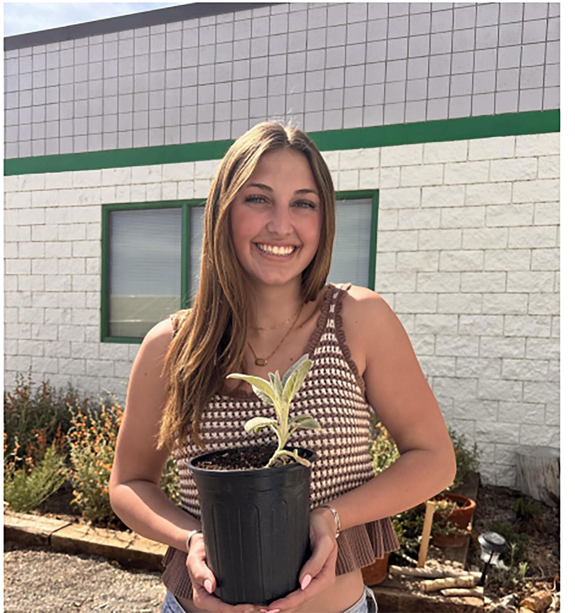 The Greenwave Plant Corner Lamb’s Ear: Perfect for Nevada The Greenwave Plant Corner Lamb’s Ear: Perfect for Nevada