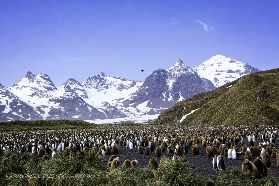 Three Hundred Thousand Penguins