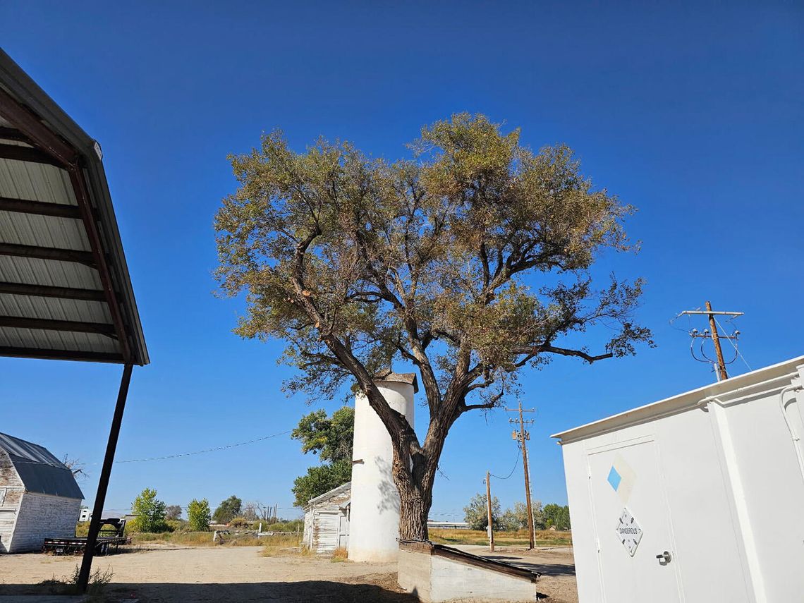 Tree Crimes and How to Avoid Them