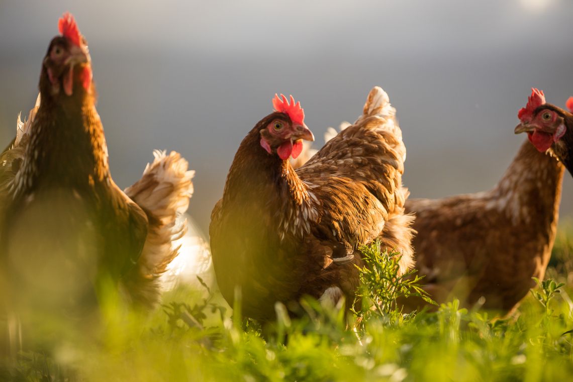 Update: Nevada Steps Up Efforts  to Prevent Spread of Avian Flu