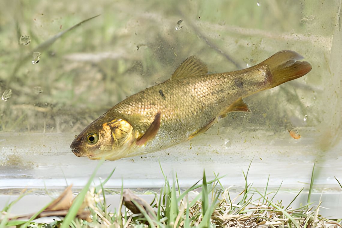 Water and Wildlife Battle in Esmeralda County Leads to Uncertain Future for Farms and Ranches Water and Wildlife Battle in Esmeralda County Leads to Uncertain Future for Farms and Ranches