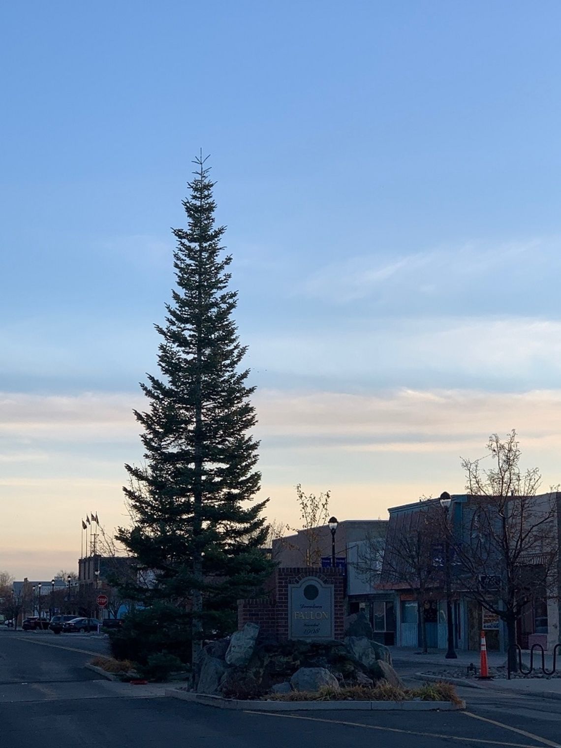 We Have a Tree -- It Will Have Lights