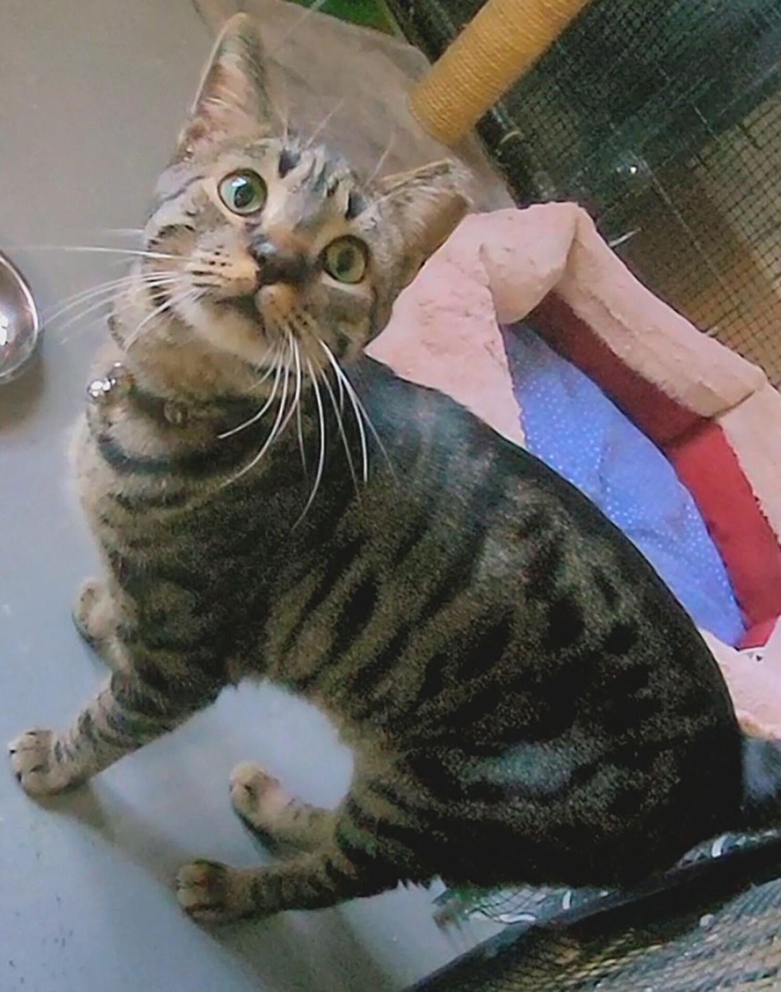 Weekly Animal Shelter/Program News