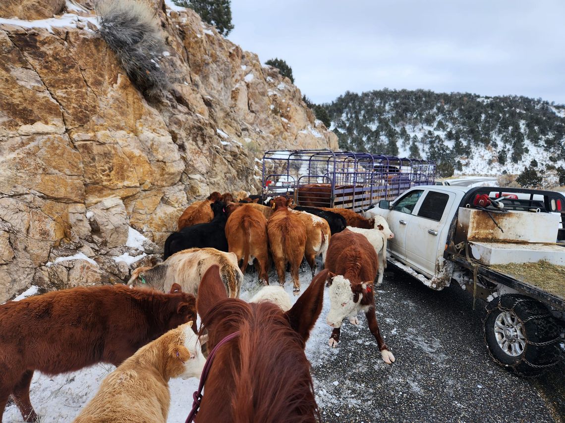 What’s at stake with beef imports What’s at stake with beef imports