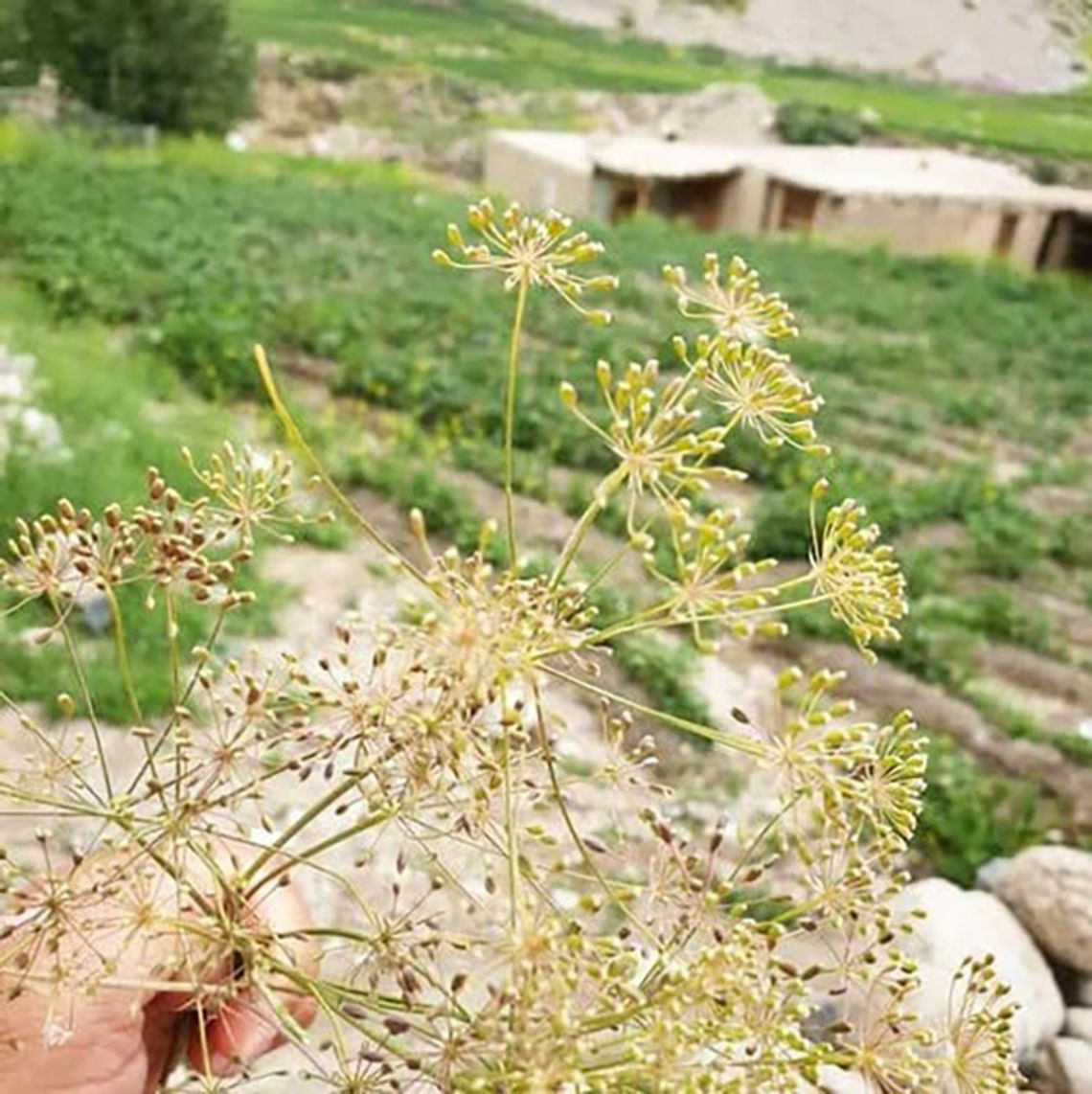 What’s Cooking in Kelli’s Kitchen: The Botanical Beauty of Cumin