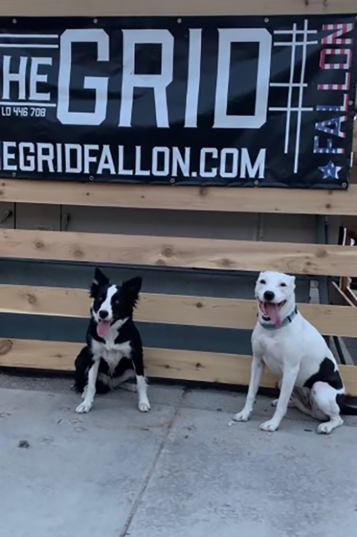 Who Let the Dogs In? The Grid, on Their New Pet Patio