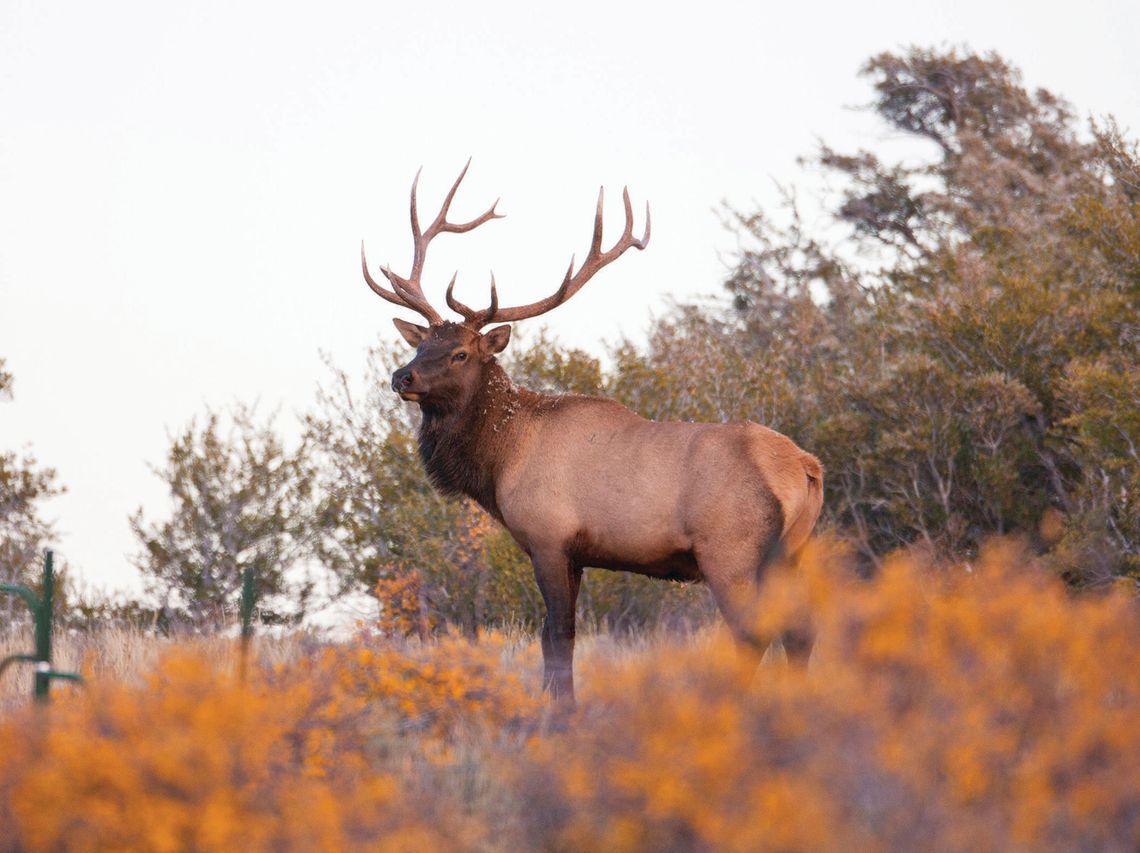 Why are some of Nevada’s elk dying each spring? Researchers seek answers Why are some of Nevada’s elk dying each spring? Researchers seek answers