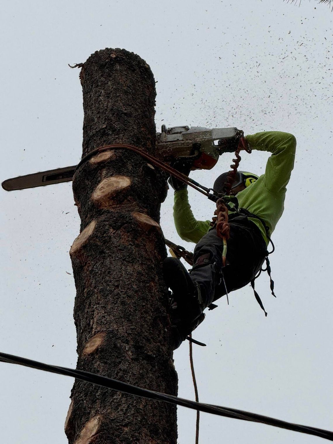Why Safe Work Practices and Professional Credentials Matter in Tree Care Why Safe Work Practices and Professional Credentials Matter in Tree Care