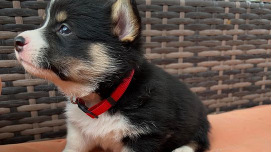 AKC Pembroke Welsh Corgis