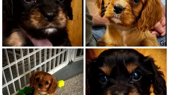 Cavalier King CharlesPuppies