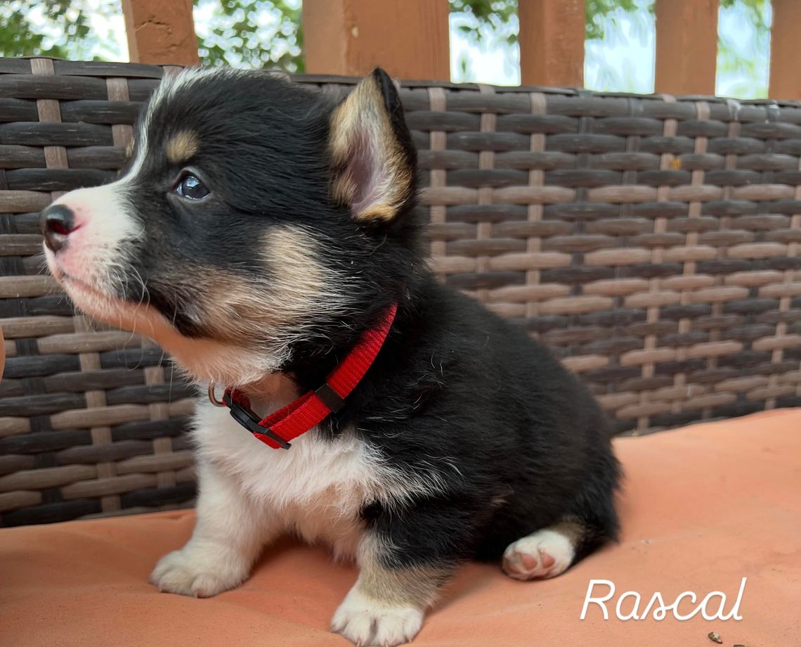 AKC Pembroke Welsh Corgis AKC Pembroke Welsh Corgis