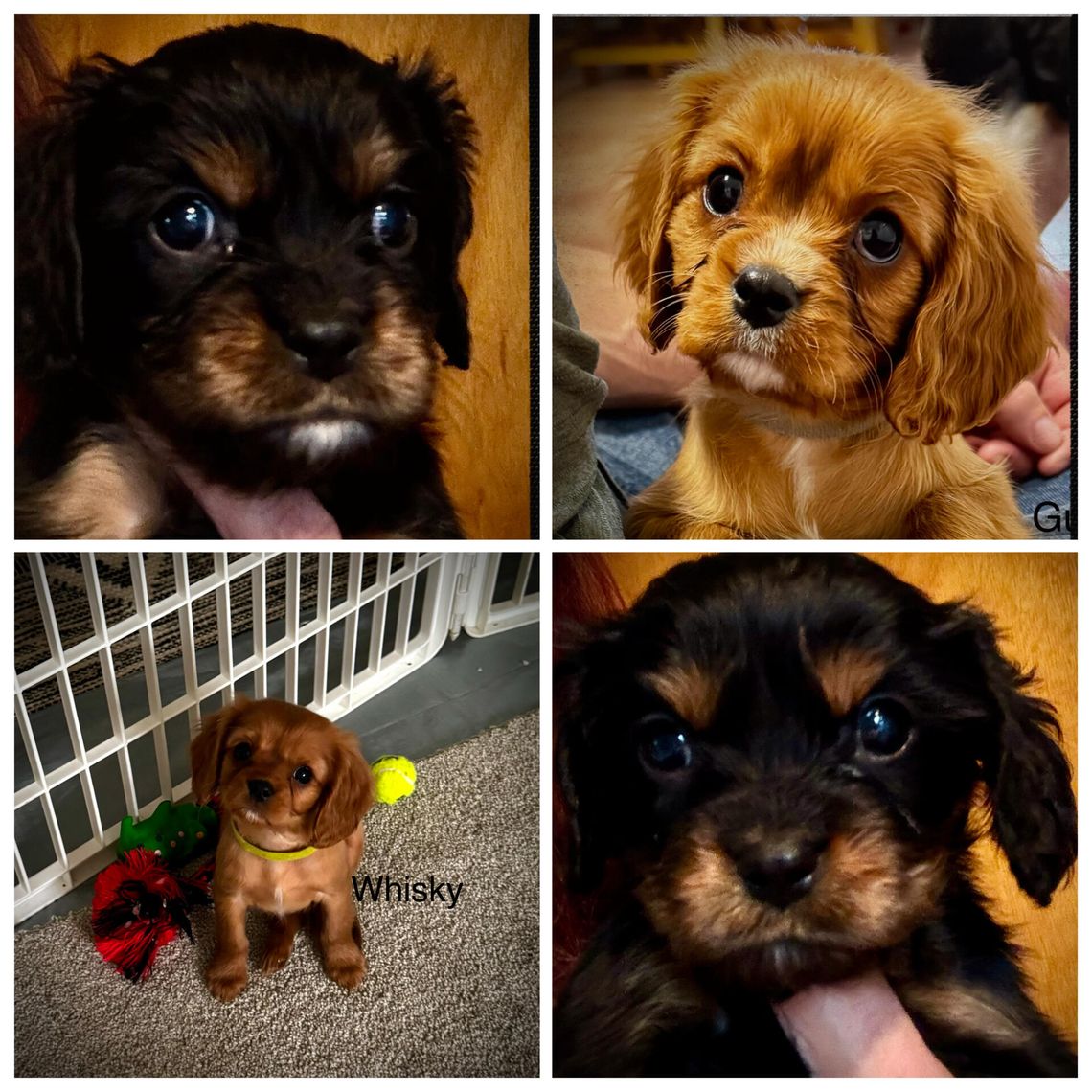 Cavalier King CharlesPuppies