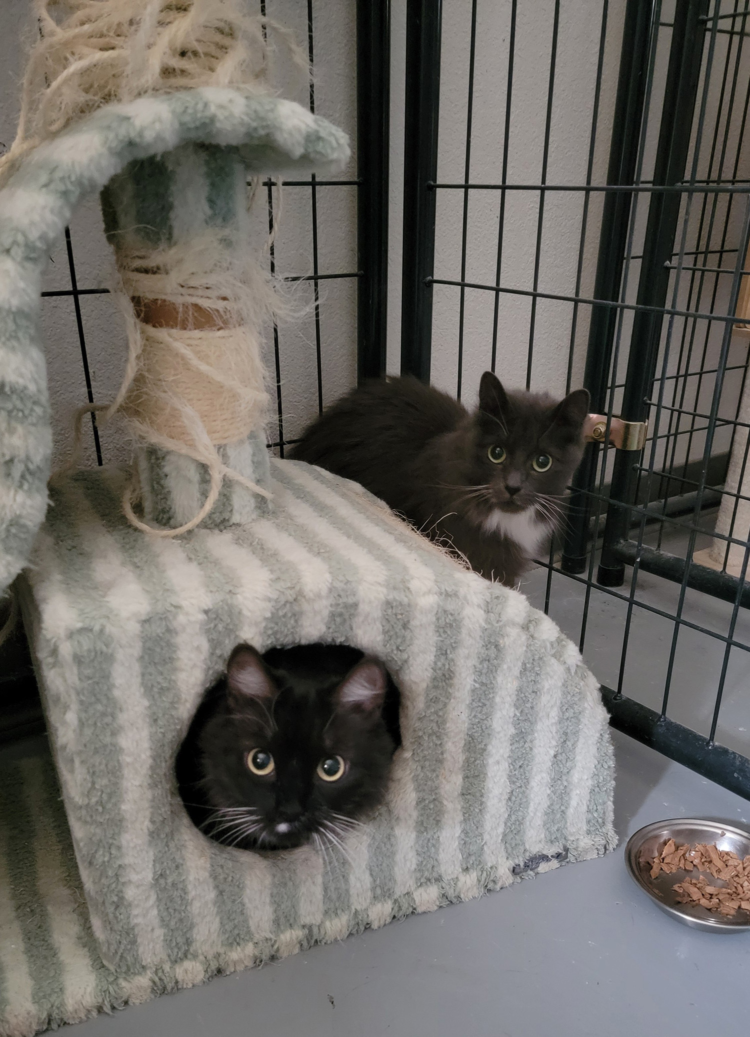 Tahoe and Babydoll